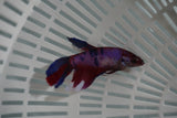 Nemo Koi Galaxy  Halfmoon Female Betta (ID#801-F713) Free2Day SHIPPING