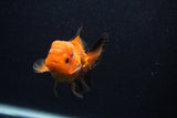 Juvenile Thai Oranda  Red Black 3.5 Inch (ID#0107T13b-90) Free2Day SHIPPING