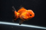 Juvenile Thai Oranda  Red Black 3.5 Inch (ID#0107T13b-90) Free2Day SHIPPING