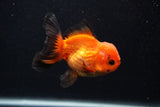 Juvenile Thai Oranda  Red Black 3.5 Inch (ID#0107T13b-90) Free2Day SHIPPING