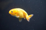 2Pack Thai Ranchu  Tricolor 2 Inch (ID#906ToPtD-34) Free2Day SHIPPING