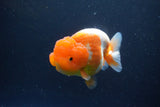 Lionchu  Red White 4 Inch (ID#1115R12a-101) Free2Day SHIPPING