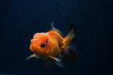 Juvenile Thai Oranda  Red Black 3.5 Inch (ID#0107T13b-90) Free2Day SHIPPING