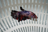 Nemo Koi Galaxy  Halfmoon Female Betta (ID#801-F714) Free2Day SHIPPING