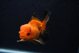 Juvenile Thai Oranda  Red Black 3.5 Inch (ID#0107T13b-90) Free2Day SHIPPING