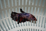 Nemo Koi Galaxy  Halfmoon Female Betta (ID#801-F714) Free2Day SHIPPING