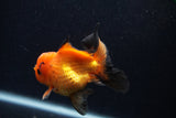 Juvenile Thai Oranda  Red Black 3.5 Inch (ID#0107T13b-90) Free2Day SHIPPING