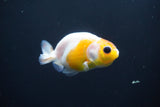 2Pack Thai Ranchu  Tricolor 2 Inch (ID#906ToPtD-34) Free2Day SHIPPING