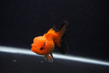 Juvenile Thai Oranda  Red Black 3.5 Inch (ID#0107T13b-90) Free2Day SHIPPING