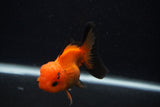 Juvenile Thai Oranda  Red Black 3.5 Inch (ID#0107T13b-90) Free2Day SHIPPING