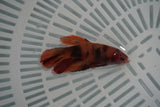 Nemo Koi Galaxy  Halfmoon Female Betta (ID#801-F715) Free2Day SHIPPING