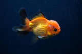 Juvenile Thai Oranda  Red Black 3.5 Inch (ID#0107T13b-90) Free2Day SHIPPING