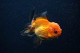 Juvenile Thai Oranda  Red Black 3.5 Inch (ID#0107T13b-90) Free2Day SHIPPING