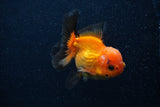 Juvenile Thai Oranda  Red Black 3.5 Inch (ID#0107T13b-90) Free2Day SHIPPING