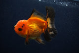 Juvenile Thai Oranda  Red Black 3.5 Inch (ID#0107T13b-90) Free2Day SHIPPING