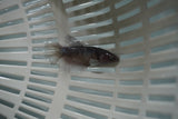 Dumbo Multicolor   Halfmoon Female Betta (ID#801-F716) Free2Day SHIPPING