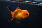 Juvenile Thai Oranda  Red Black 3.5 Inch (ID#0107T13b-90) Free2Day SHIPPING