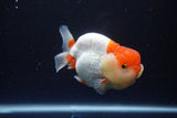 Lionchu  Red White 4 Inch (ID#1115R12a-102) Free2Day SHIPPING