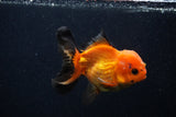 Juvenile Thai Oranda  Red Black 3.5 Inch (ID#0107T13b-90) Free2Day SHIPPING