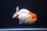 Lionchu  Red White 4 Inch (ID#1115R12a-102) Free2Day SHIPPING