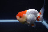 Lionchu  Red White 4 Inch (ID#1115R12a-102) Free2Day SHIPPING