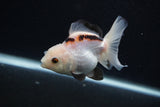 Juvenile Thai Oranda  Panda 3.5 Inch (ID#0107T13b-91) Free2Day SHIPPING