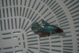 Dumbo Multicolor   Halfmoon Female Betta (ID#801-F717) Free2Day SHIPPING