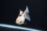 Juvenile Thai Oranda  Panda 3.5 Inch (ID#0107T13b-91) Free2Day SHIPPING