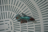 Dumbo Multicolor   Halfmoon Female Betta (ID#801-F717) Free2Day SHIPPING