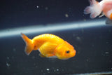 2Pack Thai Ranchu  Tricolor 2 Inch (ID#906ToPtD-36) Free2Day SHIPPING