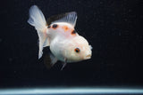 Juvenile Thai Oranda  Panda 3.5 Inch (ID#0107T13b-91) Free2Day SHIPPING