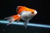 Ryukin Longtail Red White 4.5 Inch (ID#809Ry7b-10) Free2Day SHIPPING