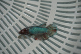 Dumbo Multicolor   Halfmoon Female Betta (ID#801-F717) Free2Day SHIPPING