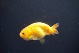 2Pack Thai Ranchu  Tricolor 2 Inch (ID#906ToPtD-36) Free2Day SHIPPING