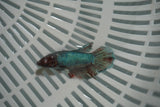 Dumbo Multicolor   Halfmoon Female Betta (ID#801-F717) Free2Day SHIPPING