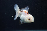 Juvenile Thai Oranda  Panda 3.5 Inch (ID#0107T13b-91) Free2Day SHIPPING