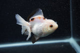 Juvenile Thai Oranda  Panda 3.5 Inch (ID#0107T13b-91) Free2Day SHIPPING