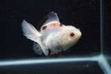 Juvenile Thai Oranda  Panda 3.5 Inch (ID#0107T13b-91) Free2Day SHIPPING