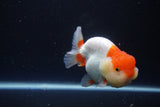 Lionchu  Red White 4 Inch (ID#1115R12a-102) Free2Day SHIPPING