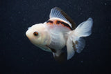 Juvenile Thai Oranda  Panda 3.5 Inch (ID#0107T13b-91) Free2Day SHIPPING