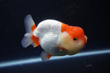 Lionchu  Red White 4 Inch (ID#1115R12a-102) Free2Day SHIPPING