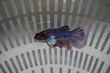 Dumbo Multicolor   Halfmoon Female Betta (ID#801-F718) Free2Day SHIPPING