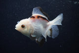 Juvenile Thai Oranda  Panda 3.5 Inch (ID#0107T13b-91) Free2Day SHIPPING