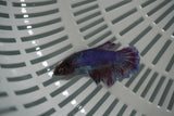 Dumbo Multicolor   Halfmoon Female Betta (ID#801-F718) Free2Day SHIPPING