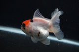 Juvenile Thai Oranda  Tricolor 3.5 Inch (ID#0107T13b-92) Free2Day SHIPPING