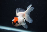 Juvenile Thai Oranda  Tricolor 3.5 Inch (ID#0107T13b-92) Free2Day SHIPPING