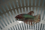 Dumbo Multicolor   Halfmoon Female Betta (ID#801-F719) Free2Day SHIPPING