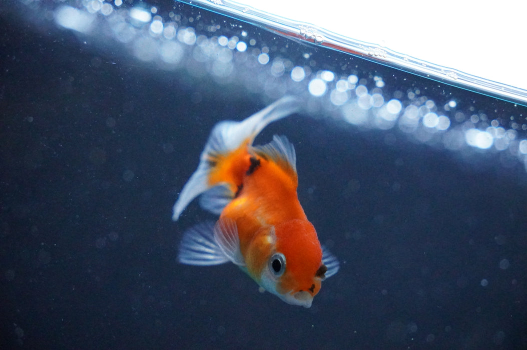 Baby Thai Oranda  Calico 2 Inch (ID#1031TPTA-39) Free2Day SHIPPING
