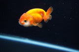 Baby Ranchu  Red White 2.5 Inch (ID#314R9c-23) Free2Day SHIPPING