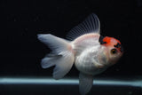 Juvenile Thai Oranda  Tricolor 3.5 Inch (ID#0107T13b-92) Free2Day SHIPPING